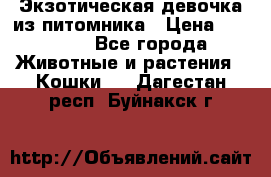 Экзотическая девочка из питомника › Цена ­ 25 000 - Все города Животные и растения » Кошки   . Дагестан респ.,Буйнакск г.